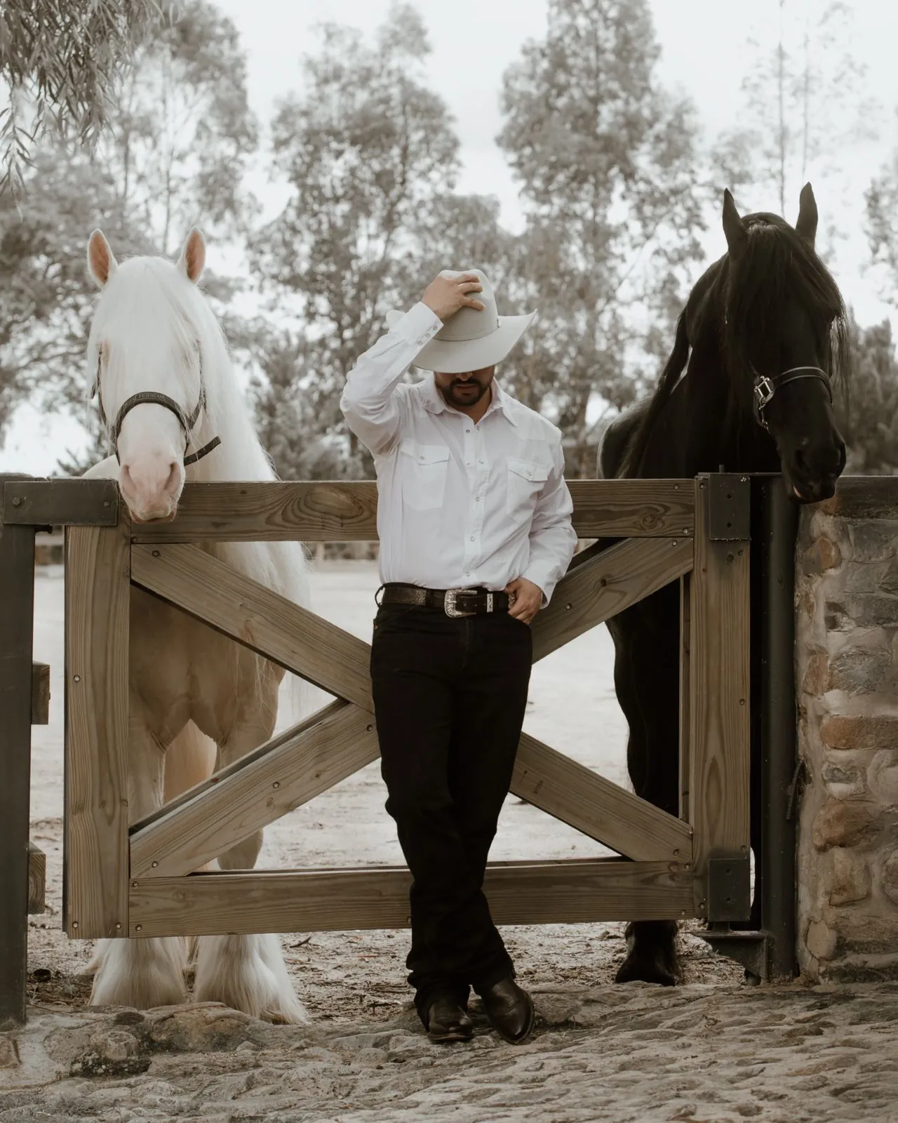 Gypsy Vanner y Friesian junto a la puerta del rancho